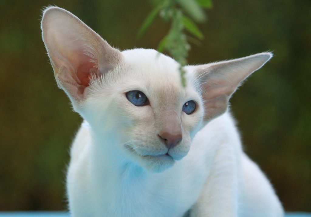 le-chat-angora
