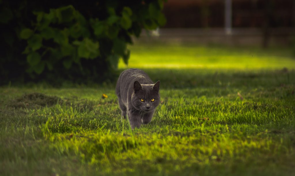 chat qui marche dans l'herbe