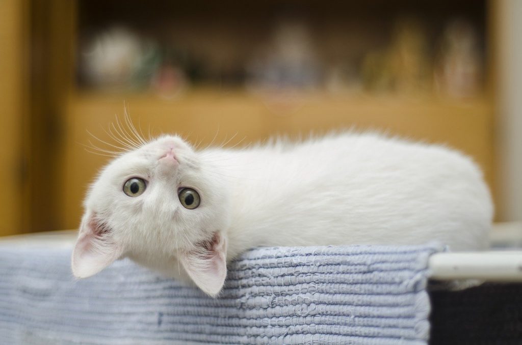 chaton blanc allongé sur une table