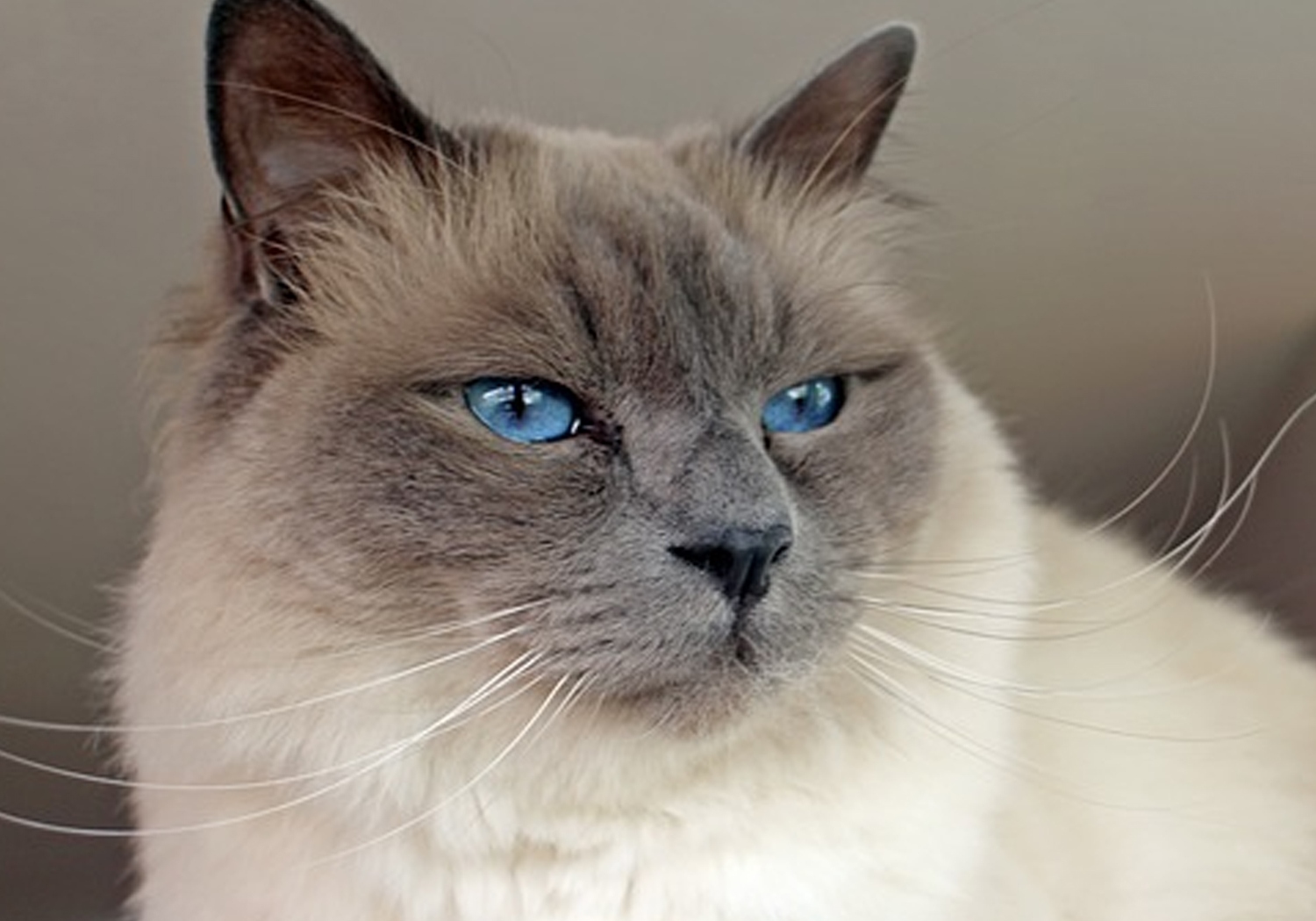 Races de chat : Les choses à savoir sur le chat sacré de Birmanie