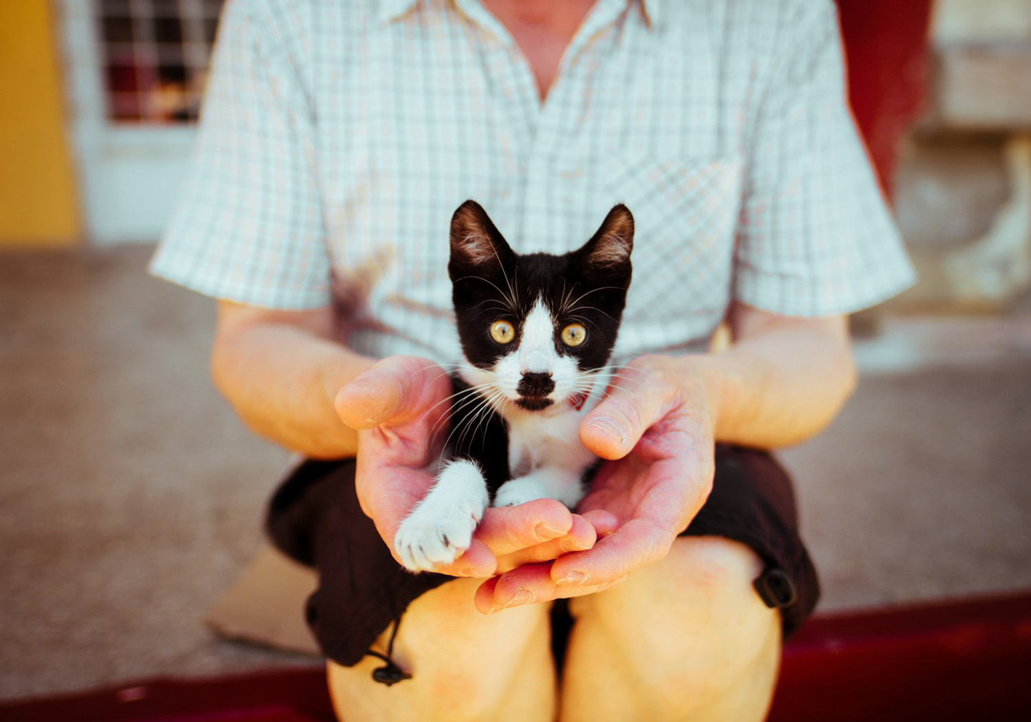 Comment éduquer son chaton ?