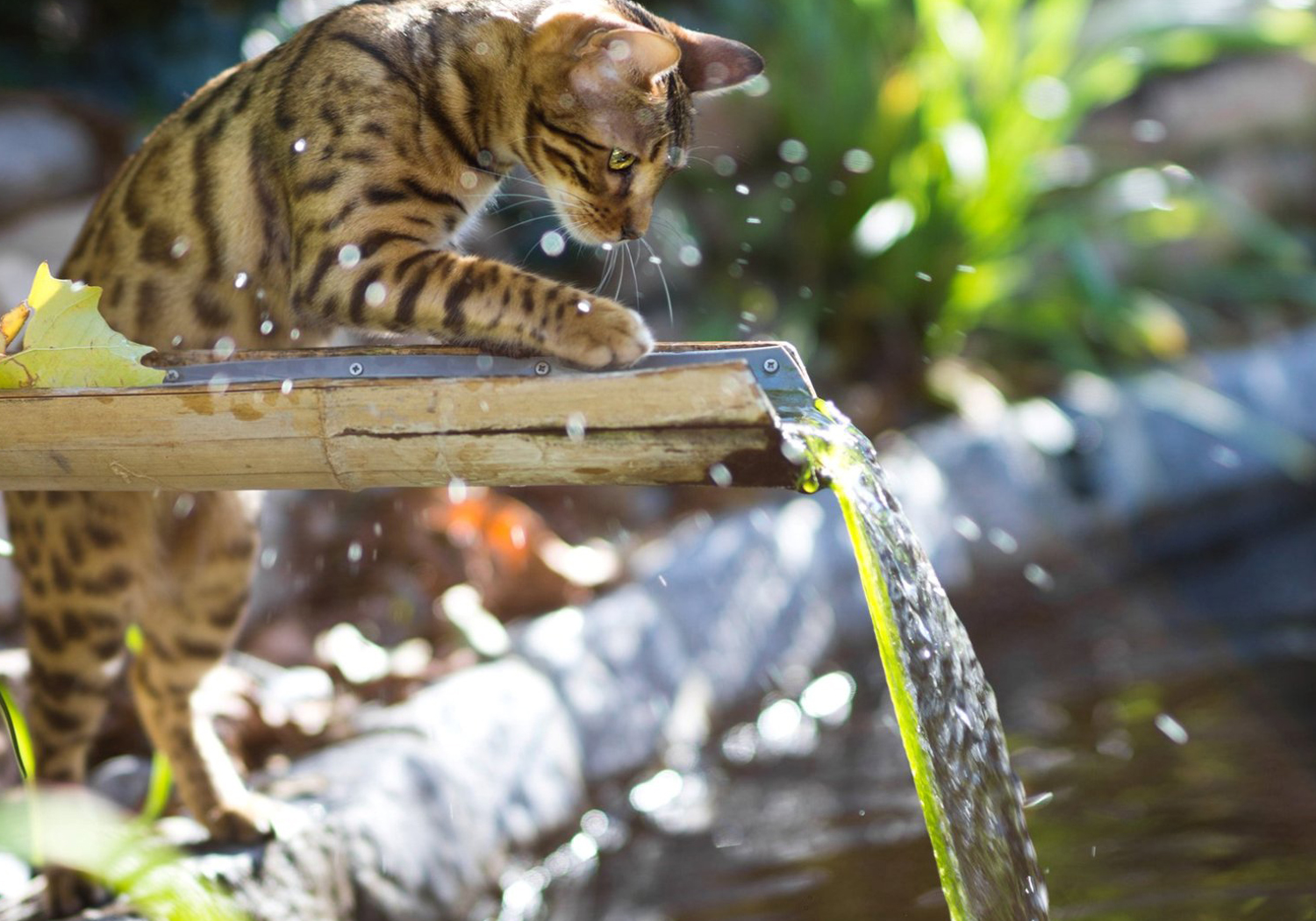 Comment bien jouer avec son chaton ?