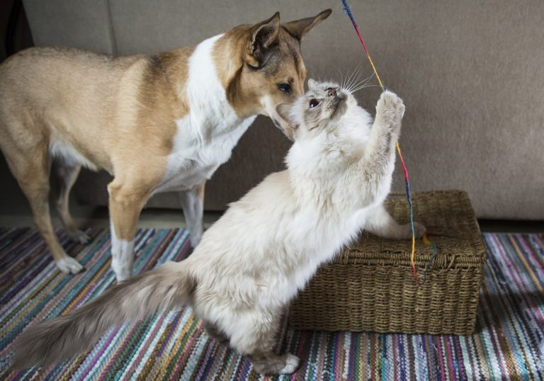 Chaton Qui Vient De Naitre Miaule Education et apprentissage : Comment éduquer son chaton