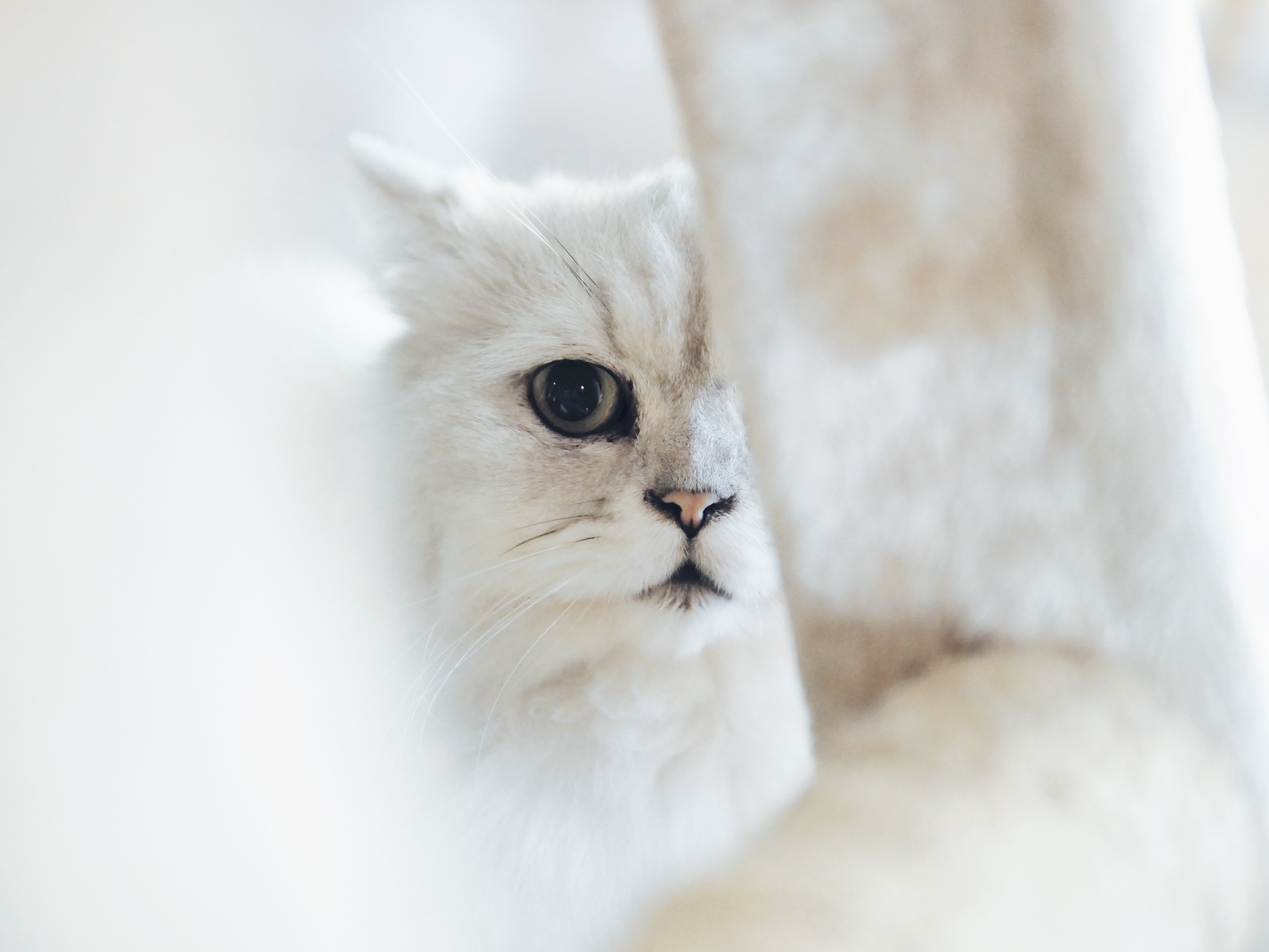 Races de chat : les caractéristiques du chat Angora