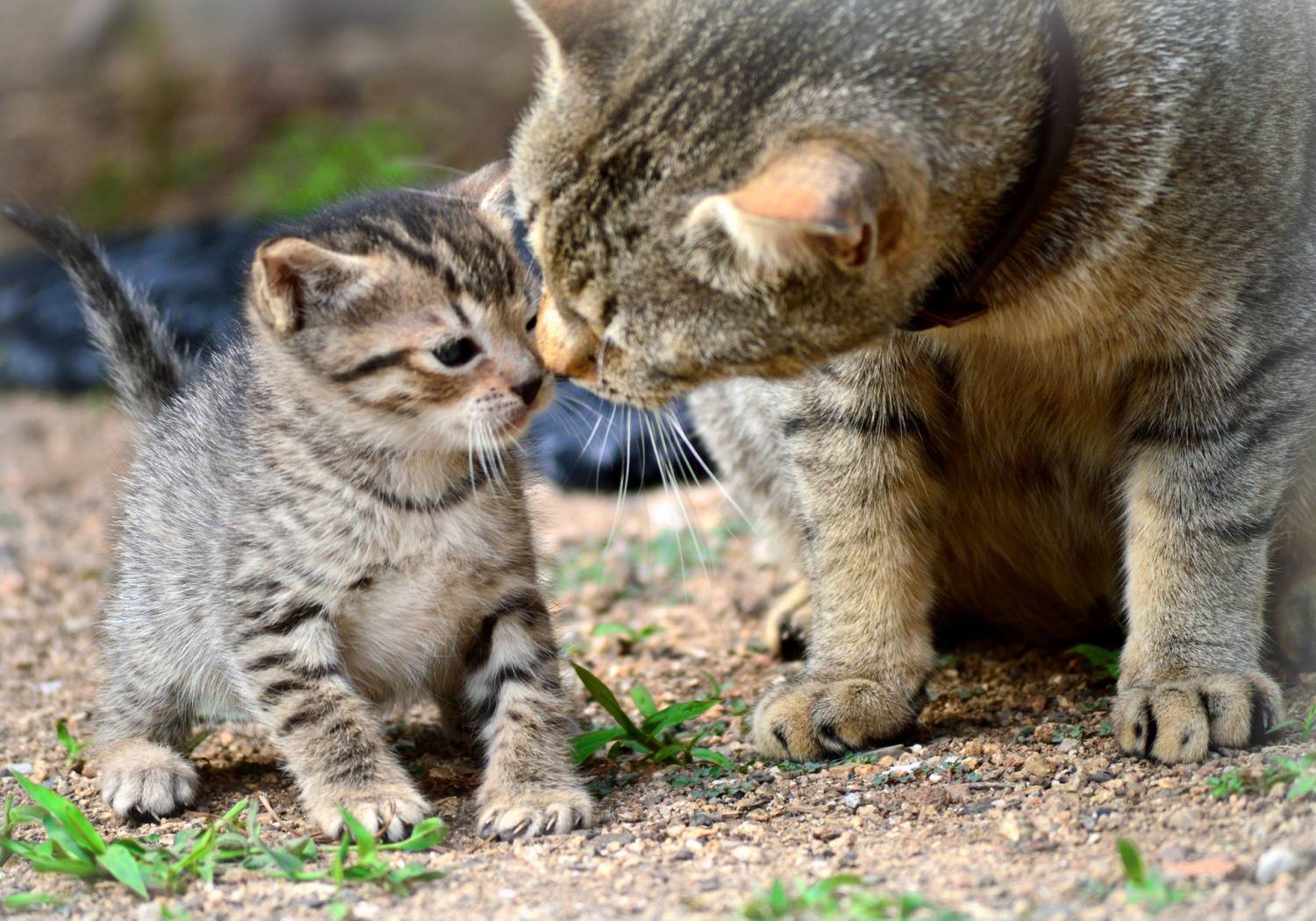 Faut-il accueillir un chaton ou un chat adulte ?