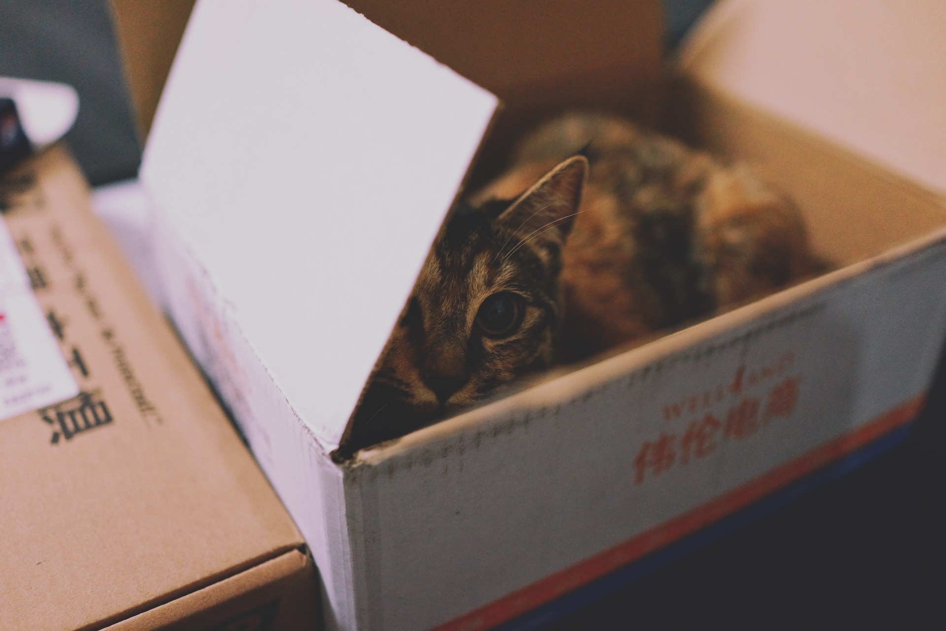 Préparer son chat à un déménagement