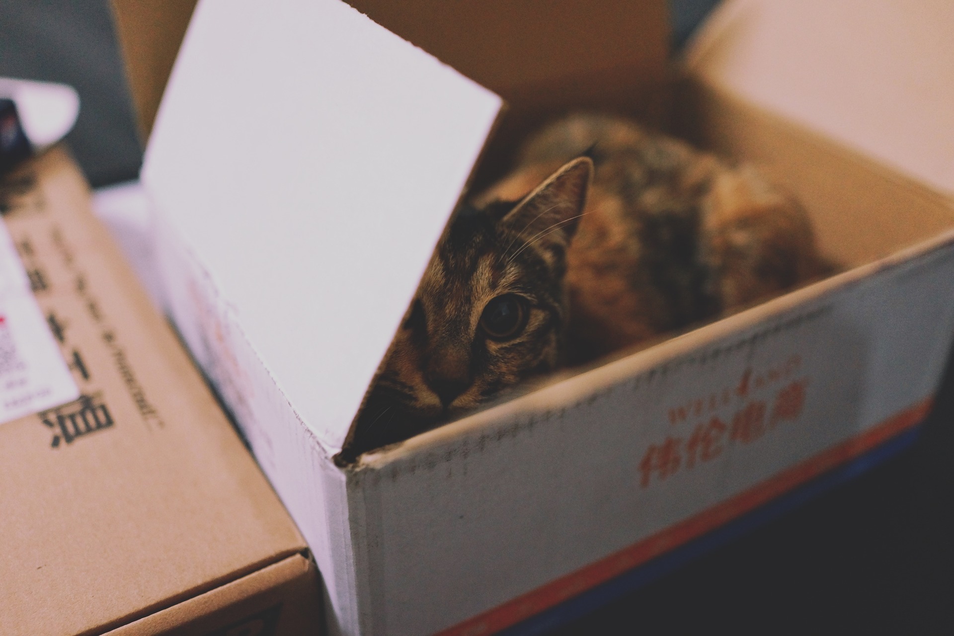 Chat caché dans dans un carton de déménagement