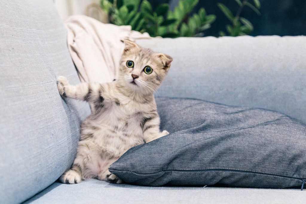 Chat assis dans un canapé