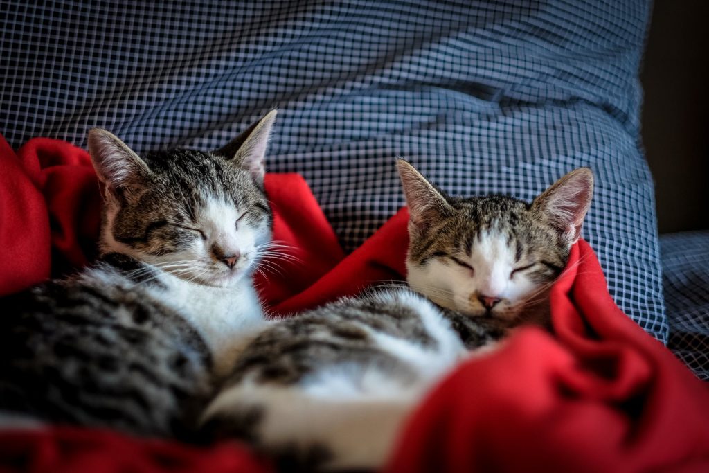 Chats qui font la sieste sur une couverture pour ne pas mettre de poils sur le lit