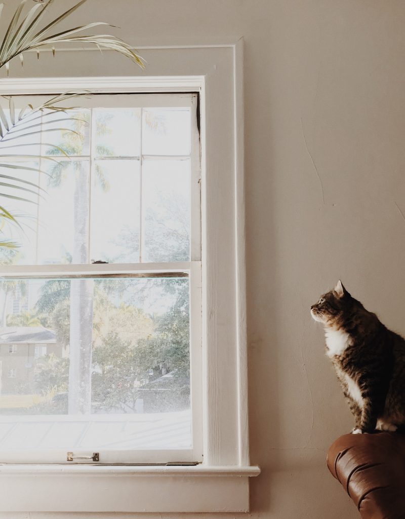 Sorties Du Chat Comment L Habituer A Sortir Mon Chaton Sorties Du Chat Comment L Habituer A Sortir Mon Chaton