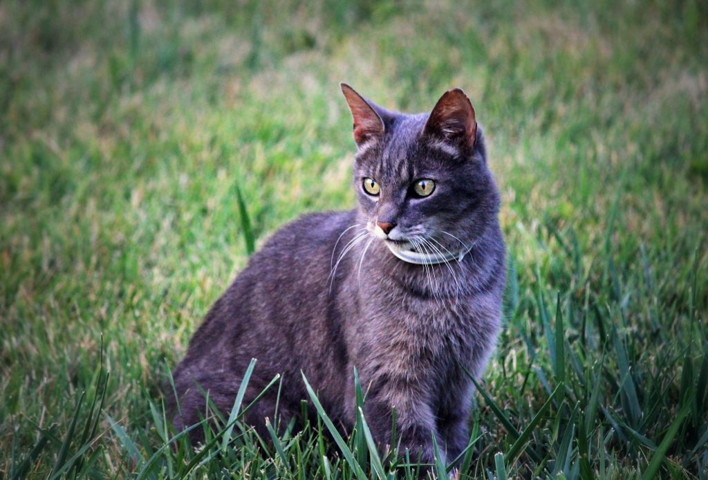 chat gris dans l'herbe