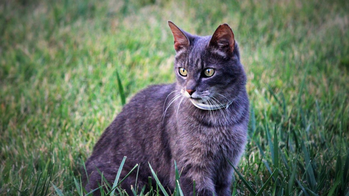 chat gris dans l'herbe