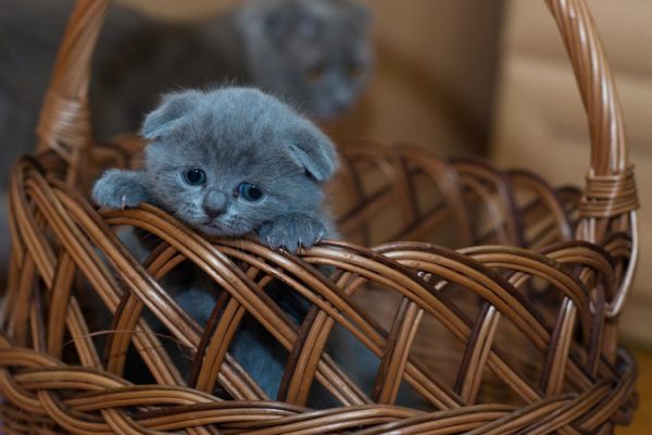 Les coûts véto pour un chaton