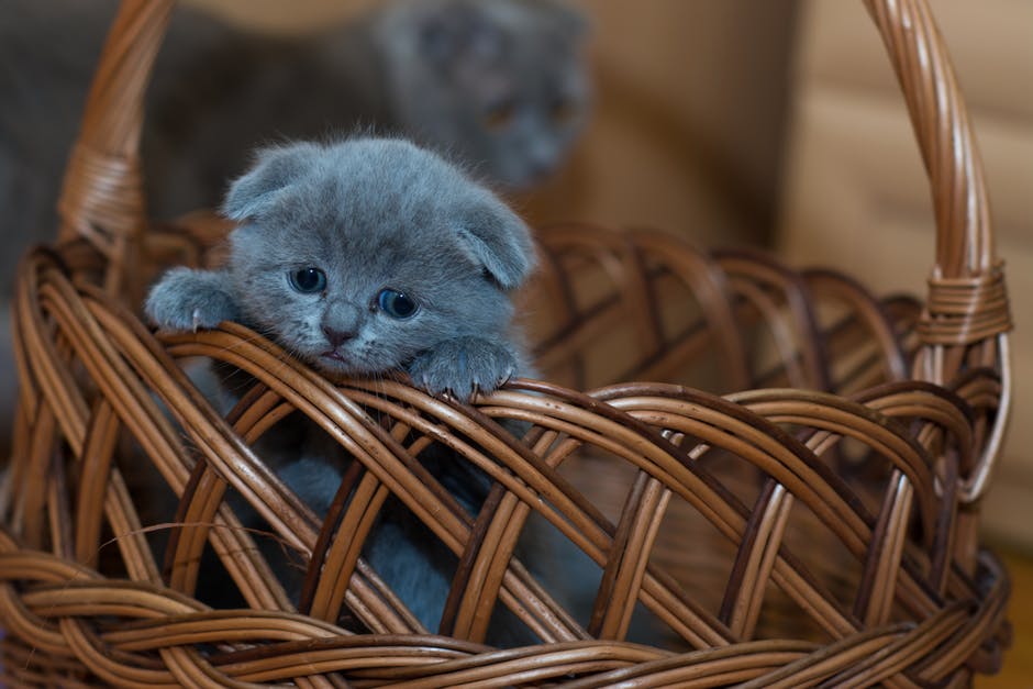 chaton-panier