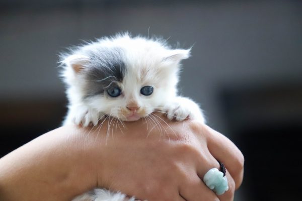 À quel âge un chaton ouvre les yeux ?